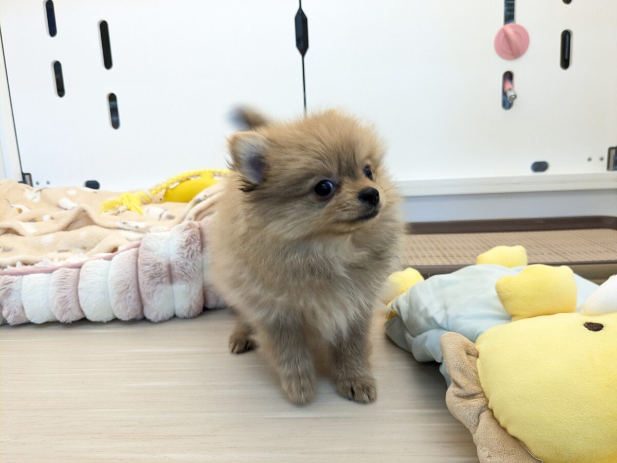 ポメラニアン