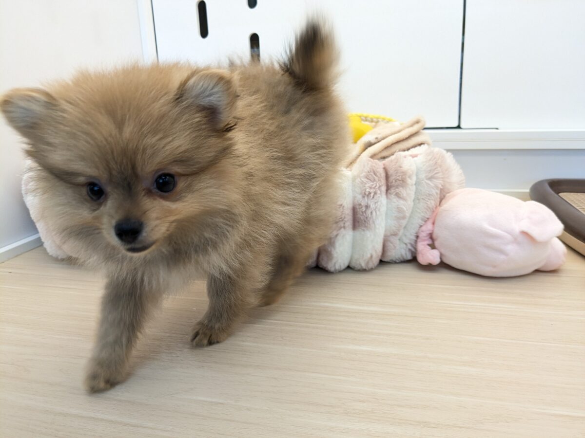 ポメラニアン