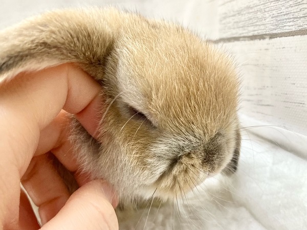 ホーランドロップ(オレンジ) 小さなロップさんが来ました! ホーランドロップ