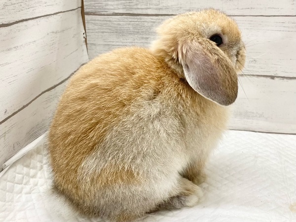 ホーランドロップ(オレンジ) 小さなロップさんが来ました! ホーランドロップ