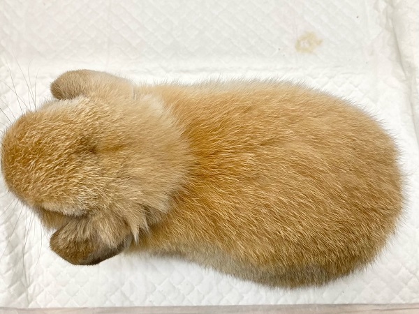 ホーランドロップ(オレンジ) 小さなロップさんが来ました! ホーランドロップ
