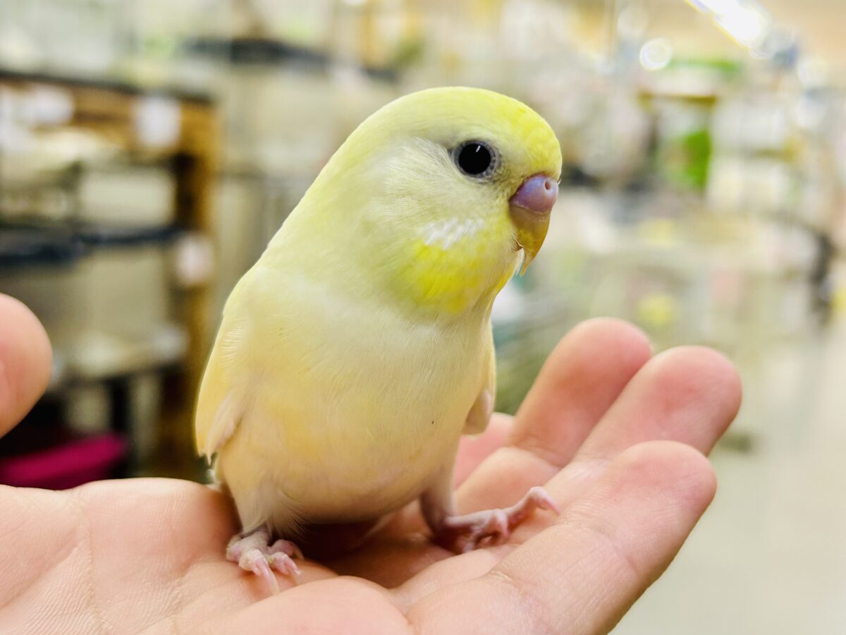 セキセイインコ