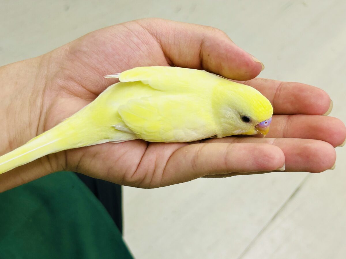 セキセイインコ
