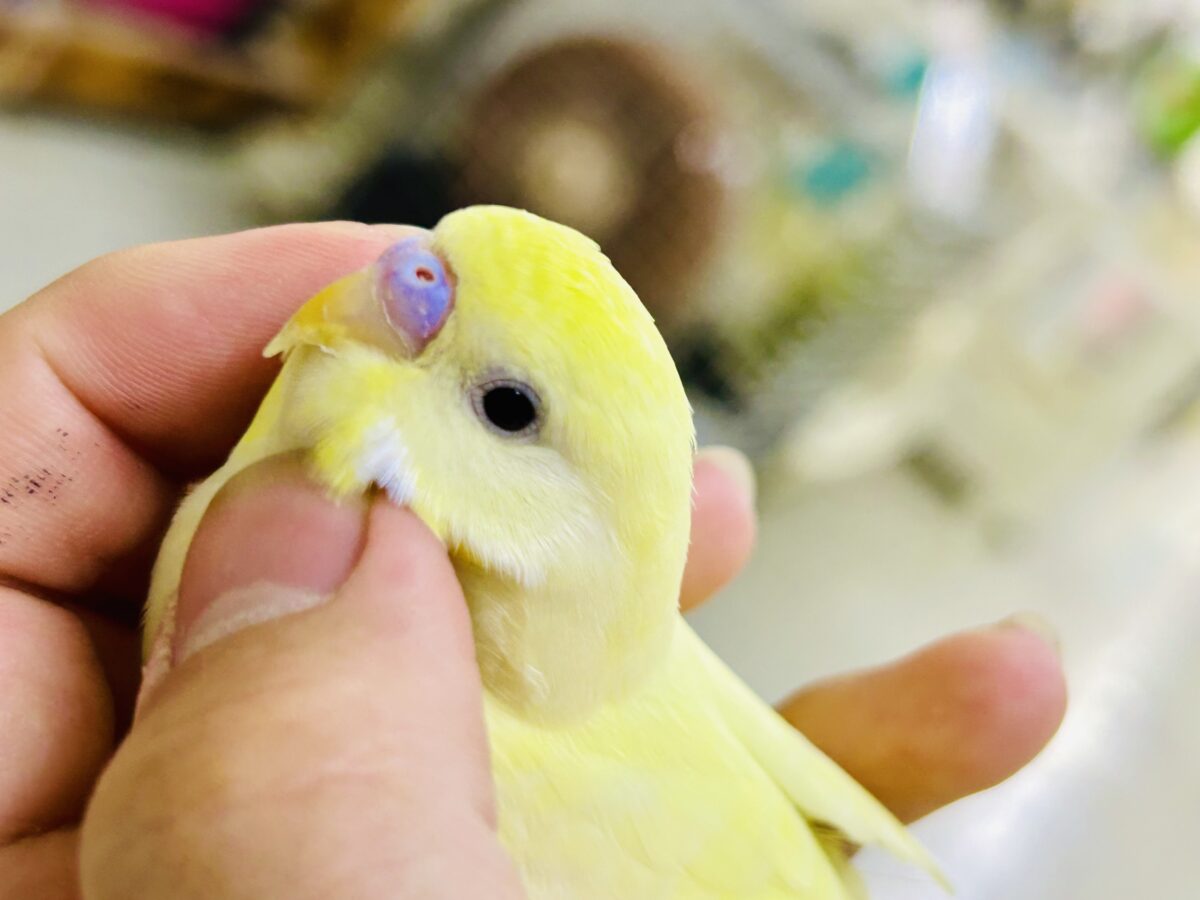 セキセイインコ