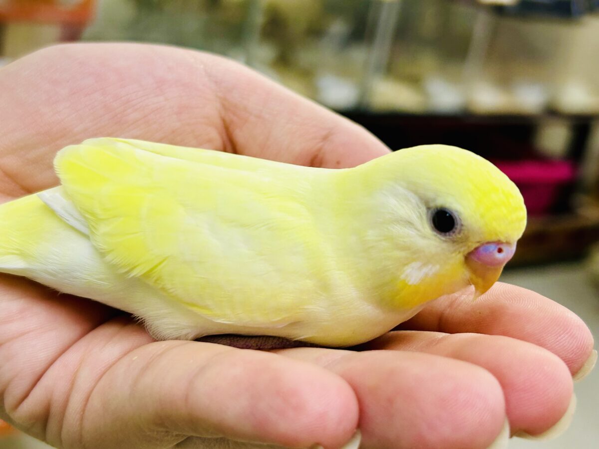 セキセイインコ