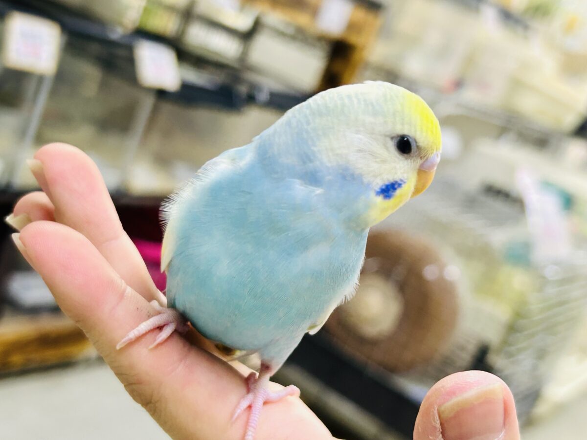 セキセイインコ