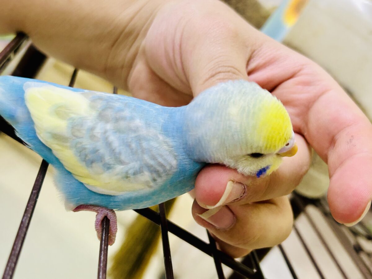 セキセイインコ