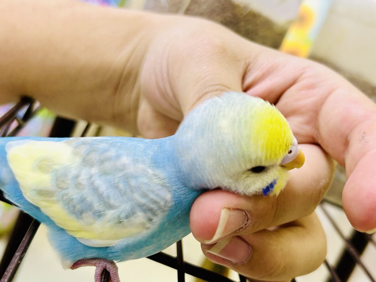 セキセイインコ