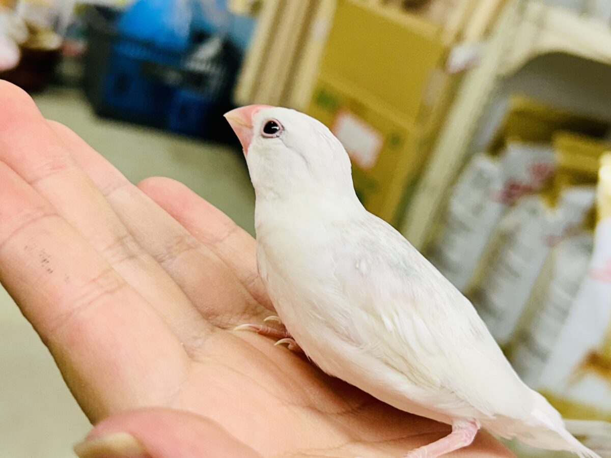 【最新画像更新☆☆】モチモチのお大福ちゃん(*’ω’*) 白文鳥 白文鳥