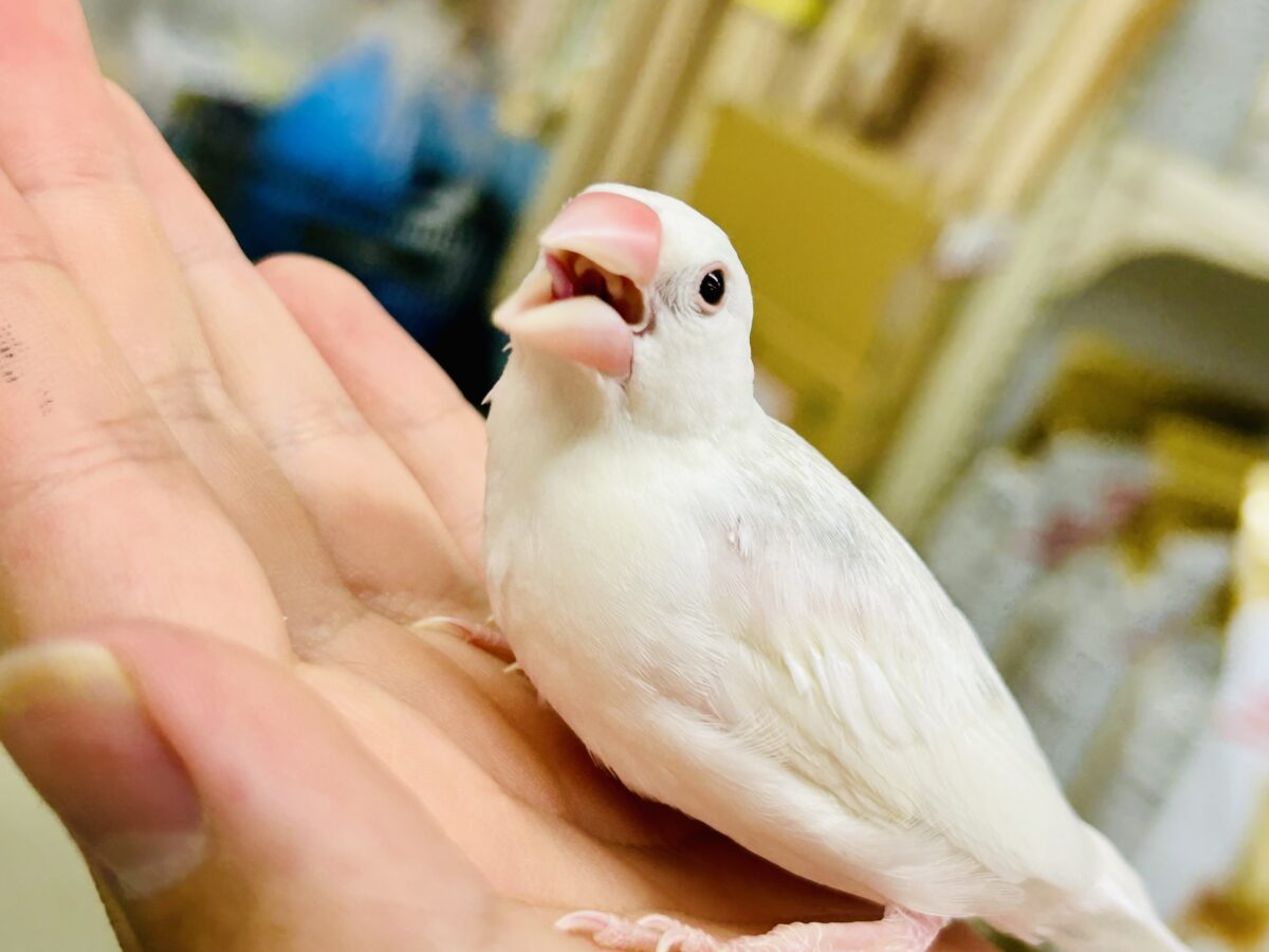 白文鳥