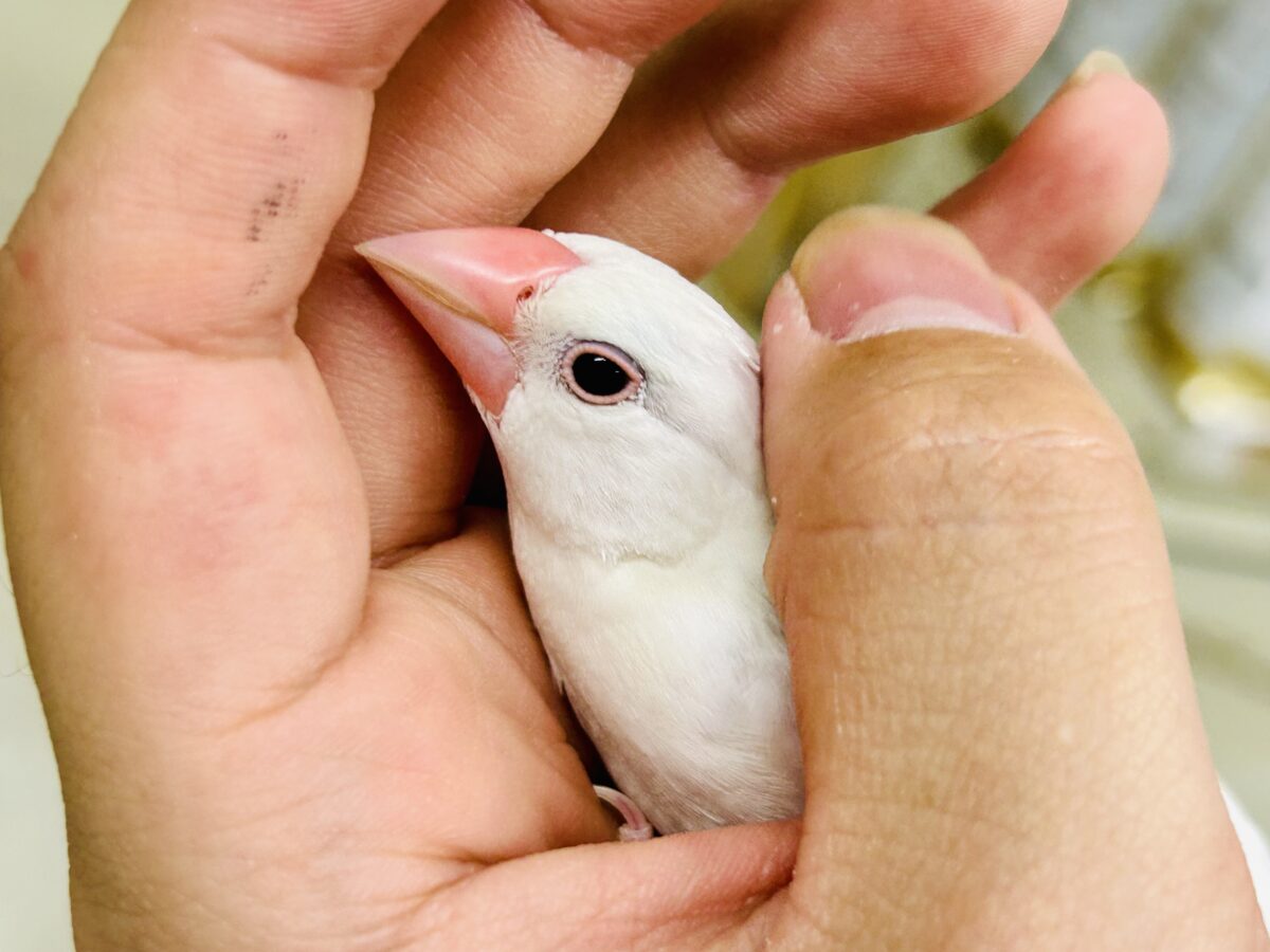 白文鳥