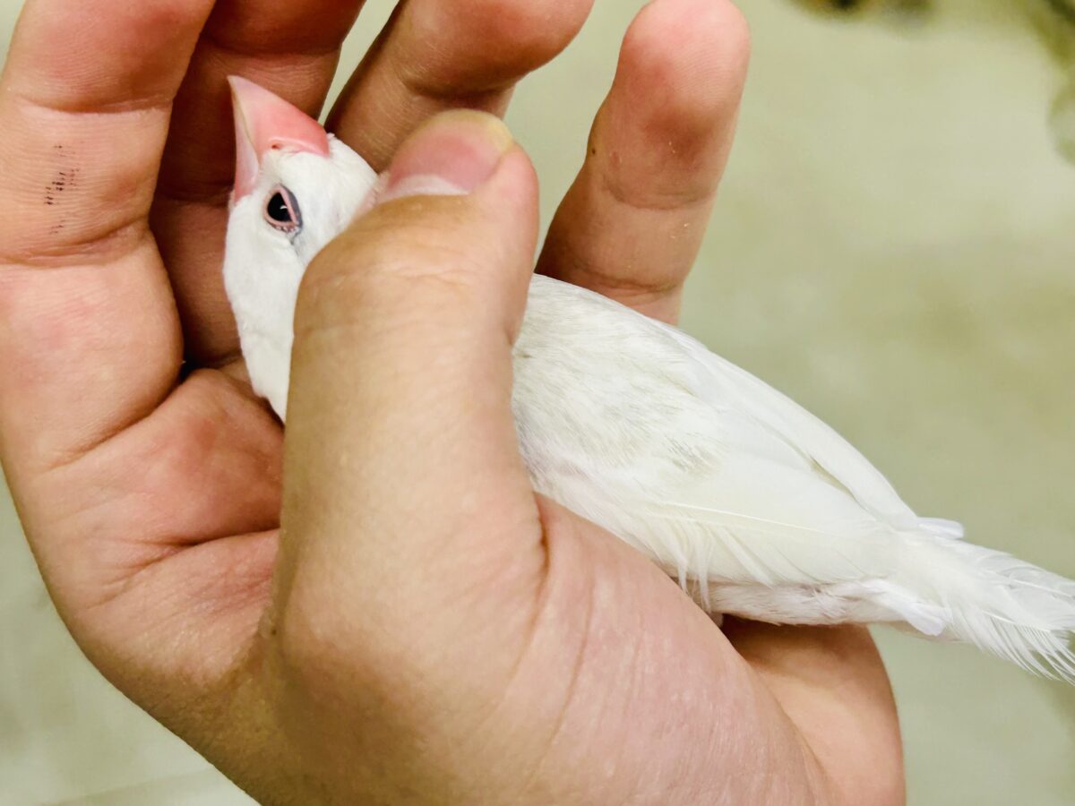 白文鳥