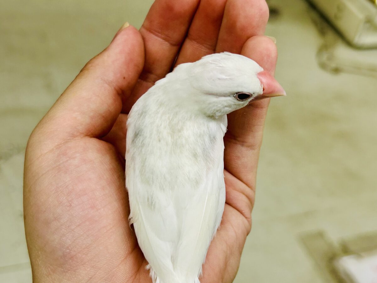 【最新画像更新☆☆】モチモチのお大福ちゃん(*’ω’*) 白文鳥 白文鳥