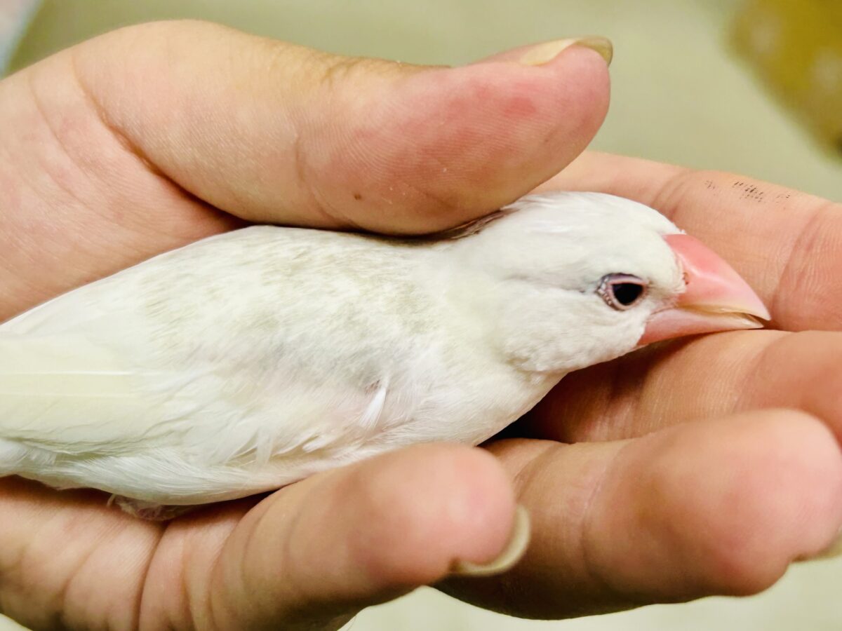 白文鳥