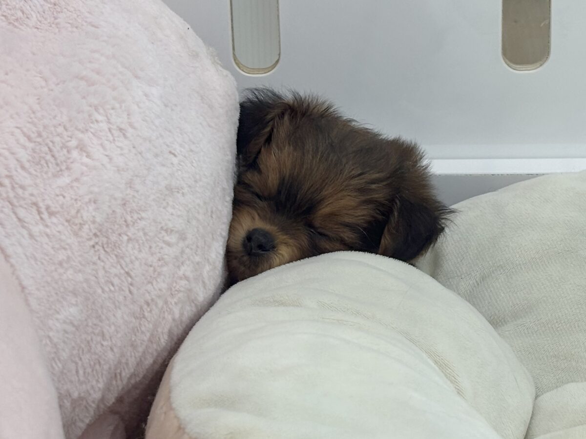 ポメプー