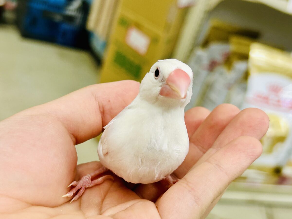 【最新画像更新☆☆】モチモチのお大福ちゃん(*’ω’*) 白文鳥 白文鳥