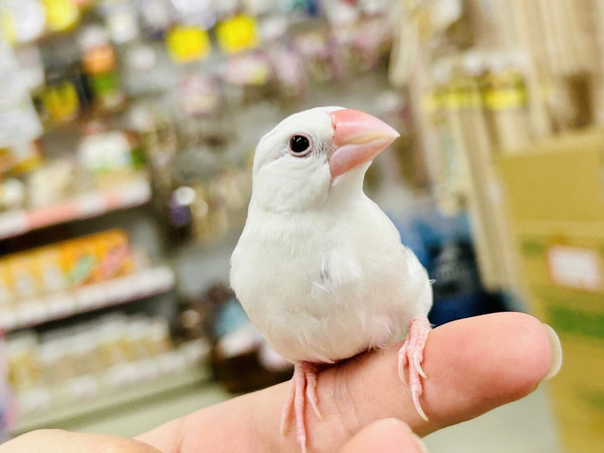 白文鳥