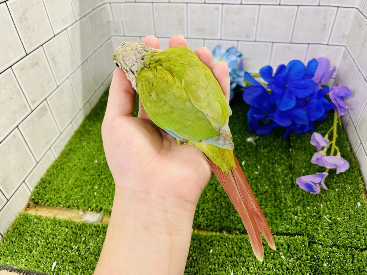 淡いカラーの人気者がやってきた♪♪ ウロコインコ ホオミドリウロコインコ