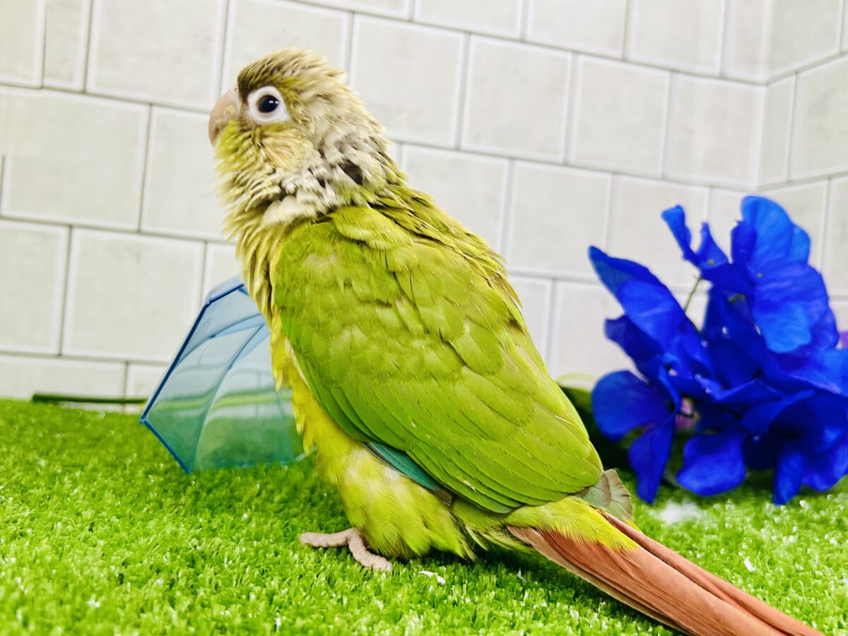 ホオミドリウロコインコ