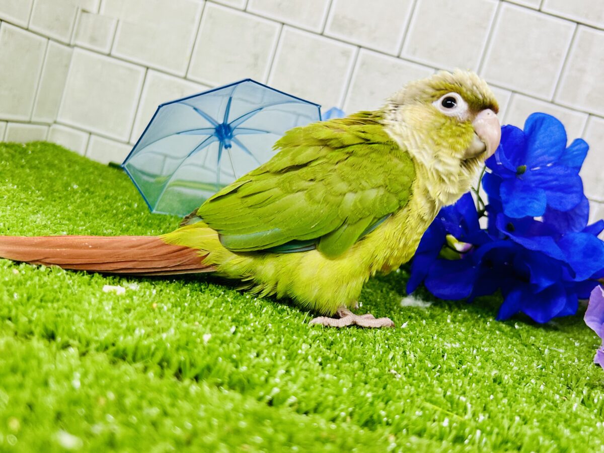 淡いカラーの人気者がやってきた♪♪ ウロコインコ ホオミドリウロコインコ
