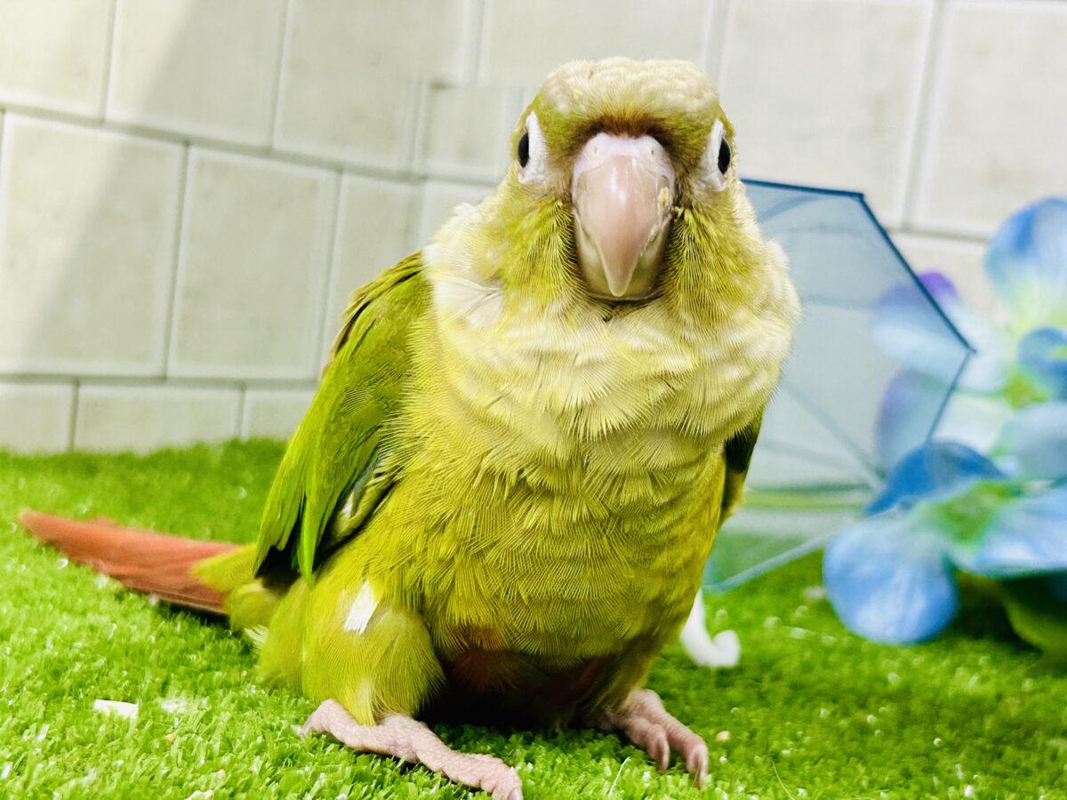 ホオミドリウロコインコ