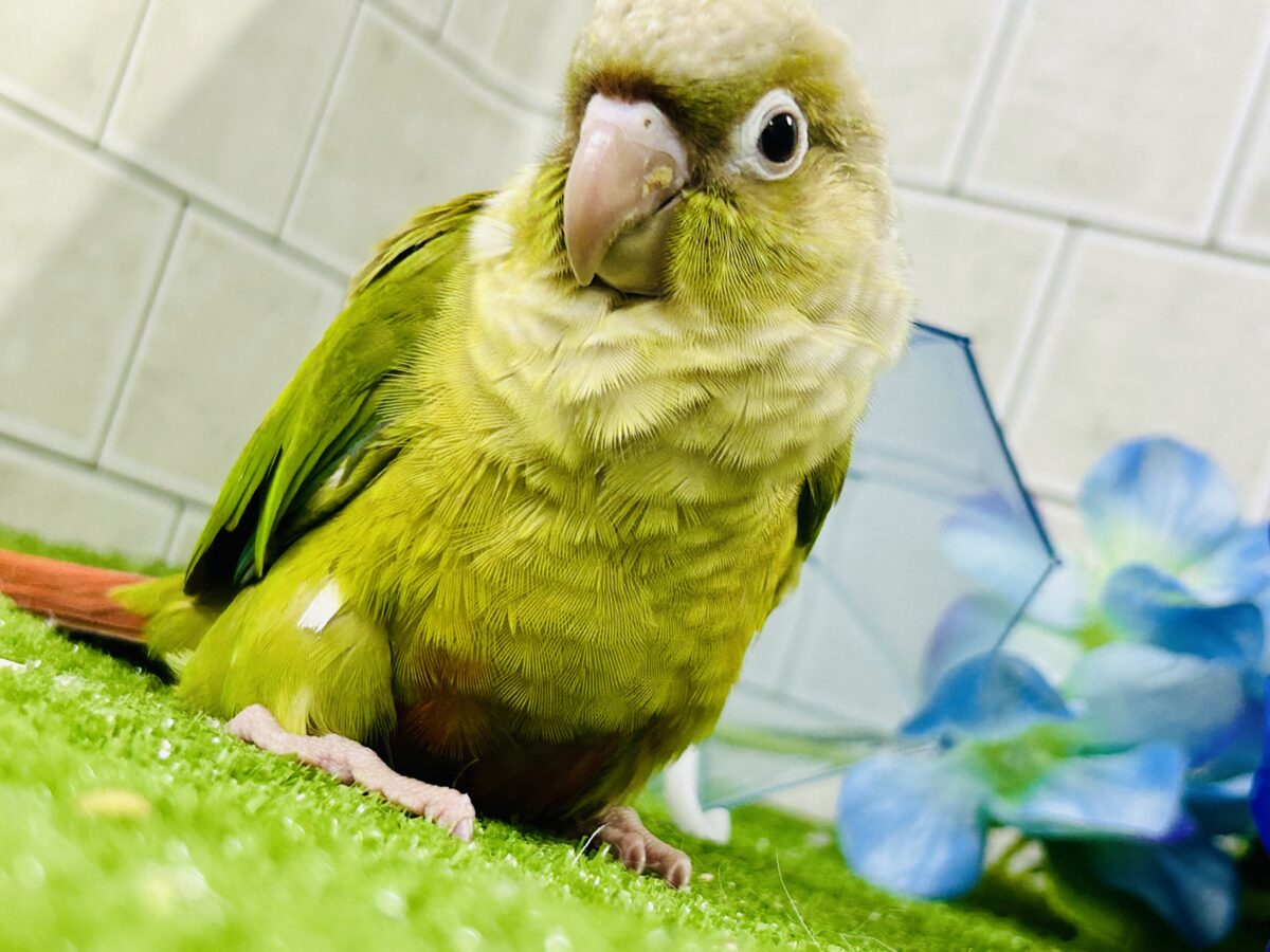淡いカラーの人気者がやってきた♪♪ ウロコインコ ホオミドリウロコインコ