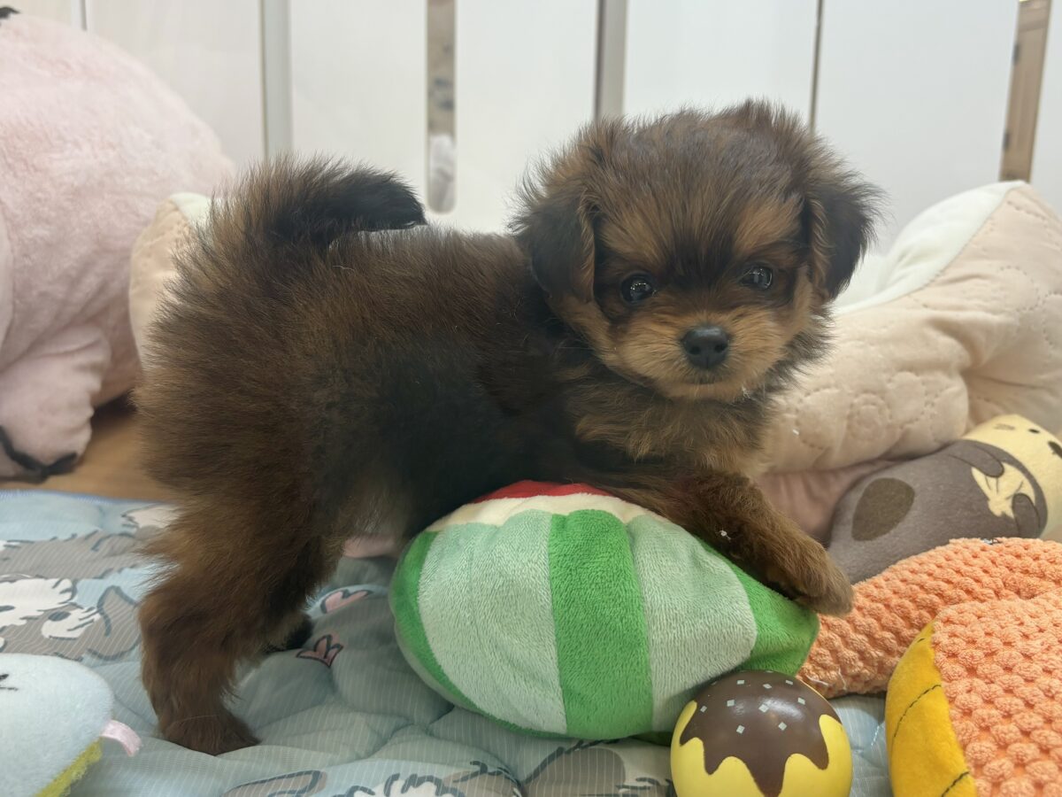 ポメプー