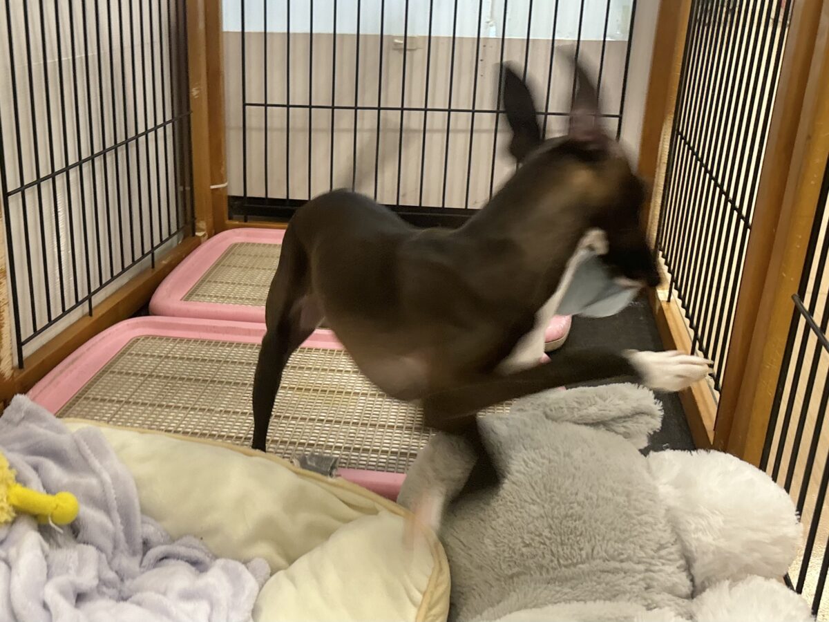 イタリアングレーハウンド