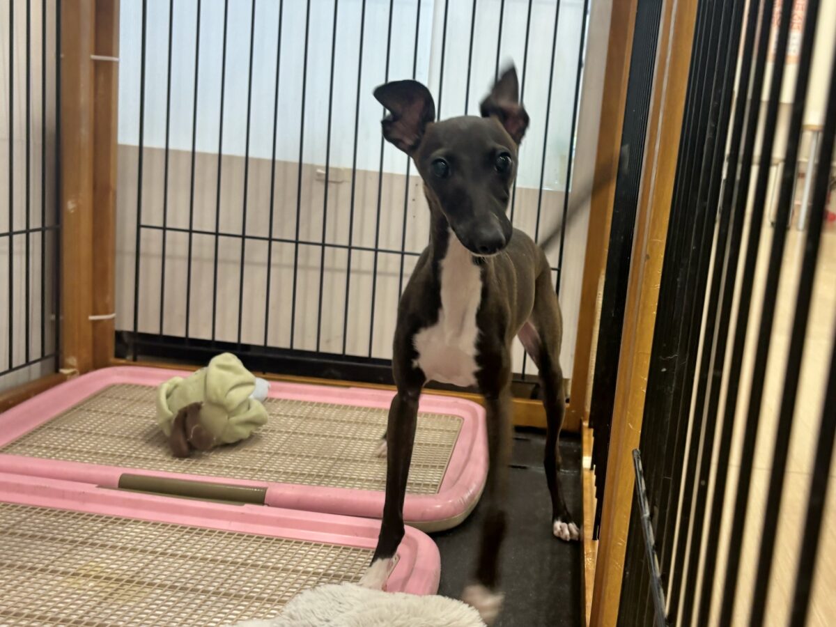 イタリアングレーハウンド