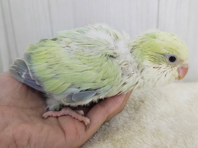 オキナインコ