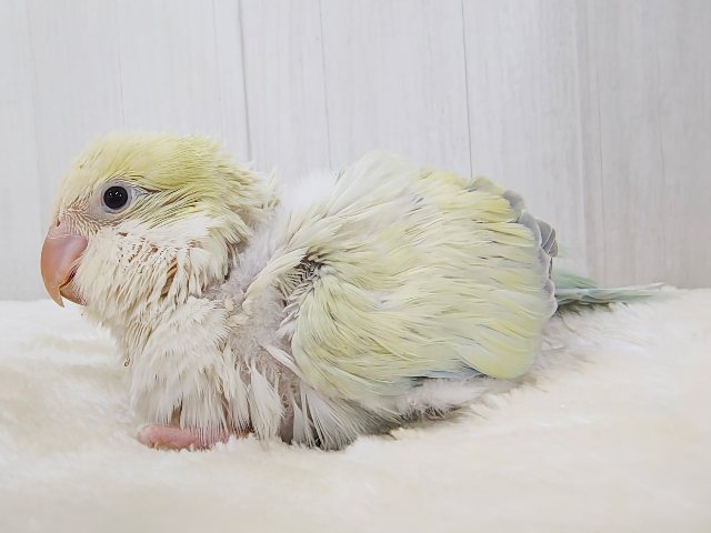 オキナインコ