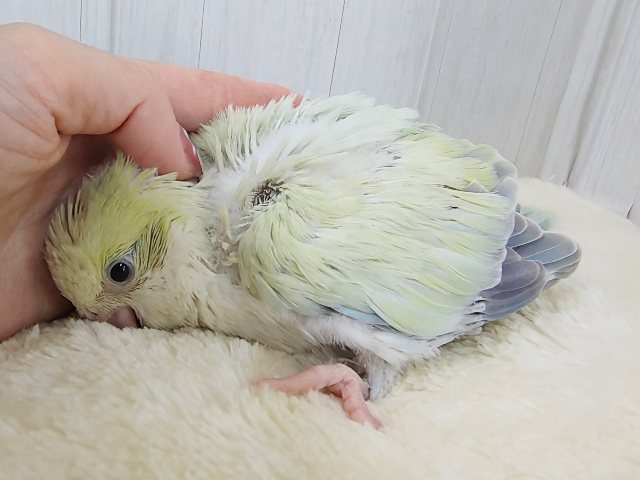 オキナインコ