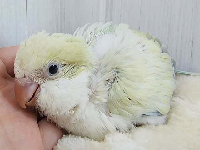 オキナインコ