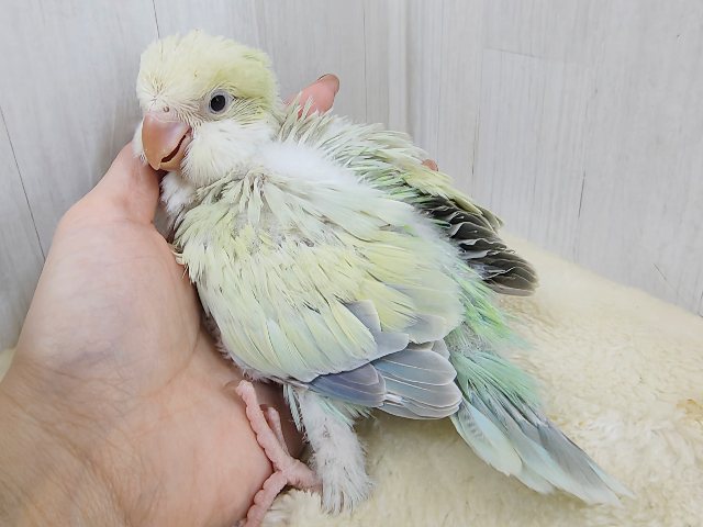 オキナインコ