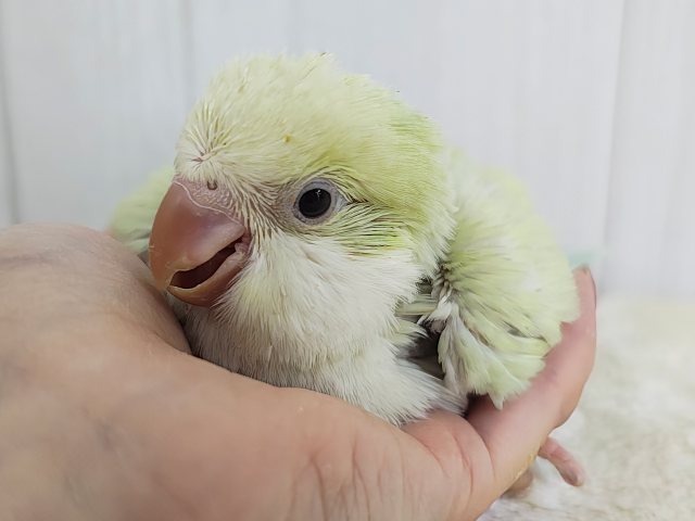 オキナインコ