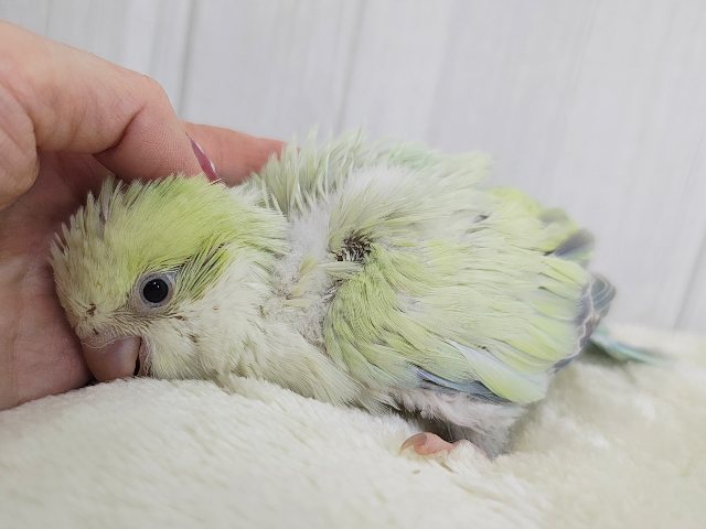 オキナインコ