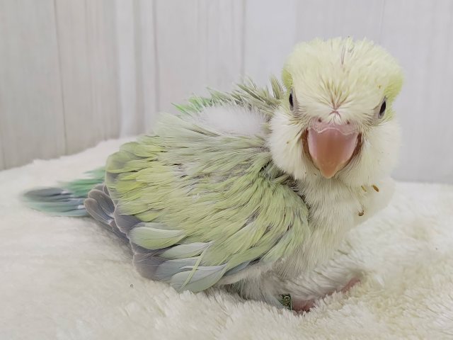 オキナインコ