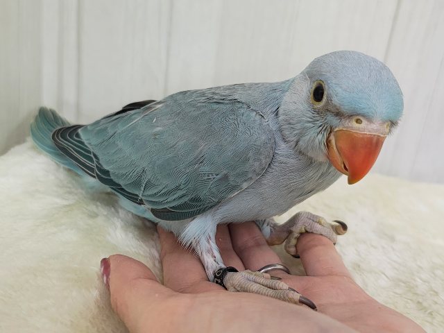 ワカケホンセイインコ（月の輪インコ）
