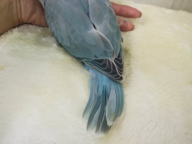 ワカケホンセイインコ（月の輪インコ）
