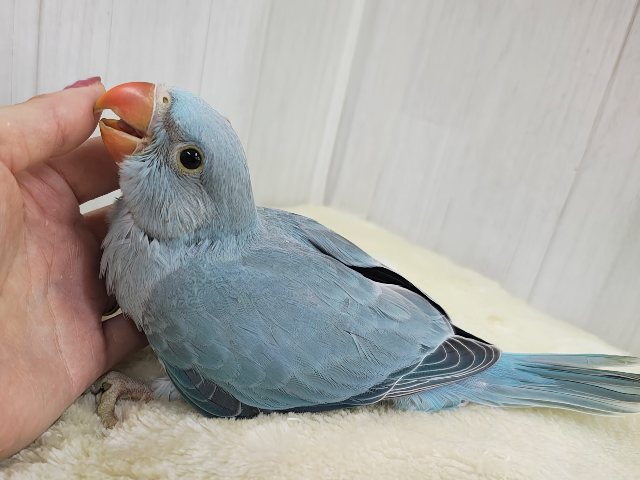 ワカケホンセイインコ（月の輪インコ）