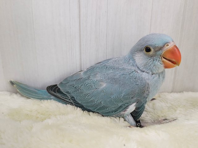 ワカケホンセイインコ（月の輪インコ）