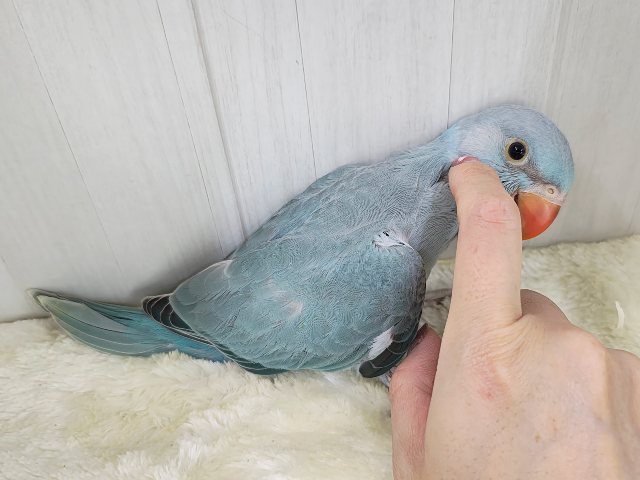 ワカケホンセイインコ（月の輪インコ）