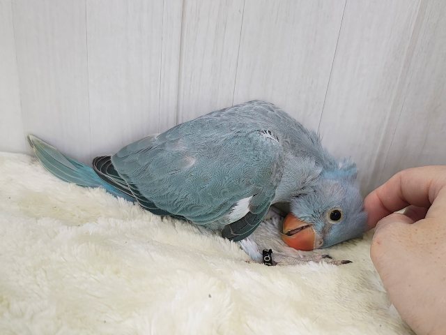 ワカケホンセイインコ（月の輪インコ）