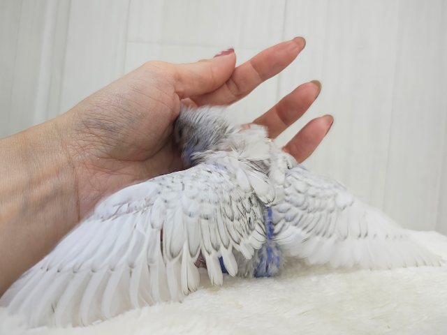 羽衣セキセイインコ