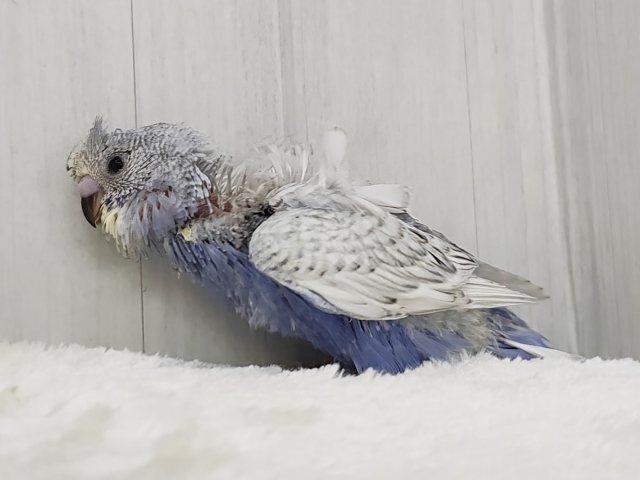 ルンルンっ♪楽しくて弾んじゃう😆✨羽衣セキセイインコのヒナ入荷しました❤️ 羽衣セキセイインコ