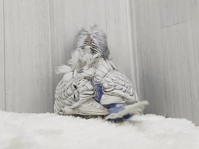 ルンルンっ♪楽しくて弾んじゃう😆✨羽衣セキセイインコのヒナ入荷しました❤️ 羽衣セキセイインコ