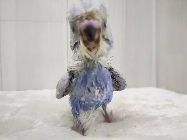 羽衣セキセイインコ