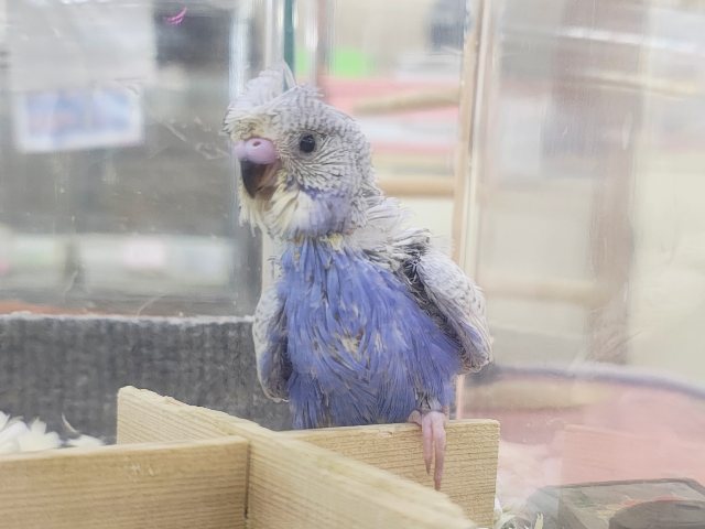 ルンルンっ♪楽しくて弾んじゃう😆✨羽衣セキセイインコのヒナ入荷しました❤️ 羽衣セキセイインコ