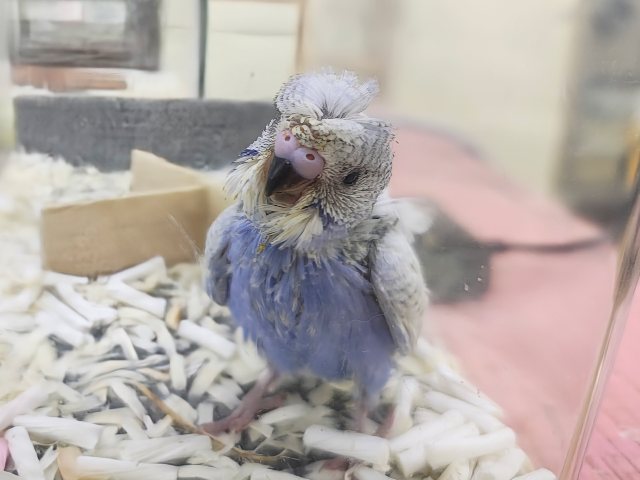 ルンルンっ♪楽しくて弾んじゃう😆✨羽衣セキセイインコのヒナ入荷しました❤️ 羽衣セキセイインコ