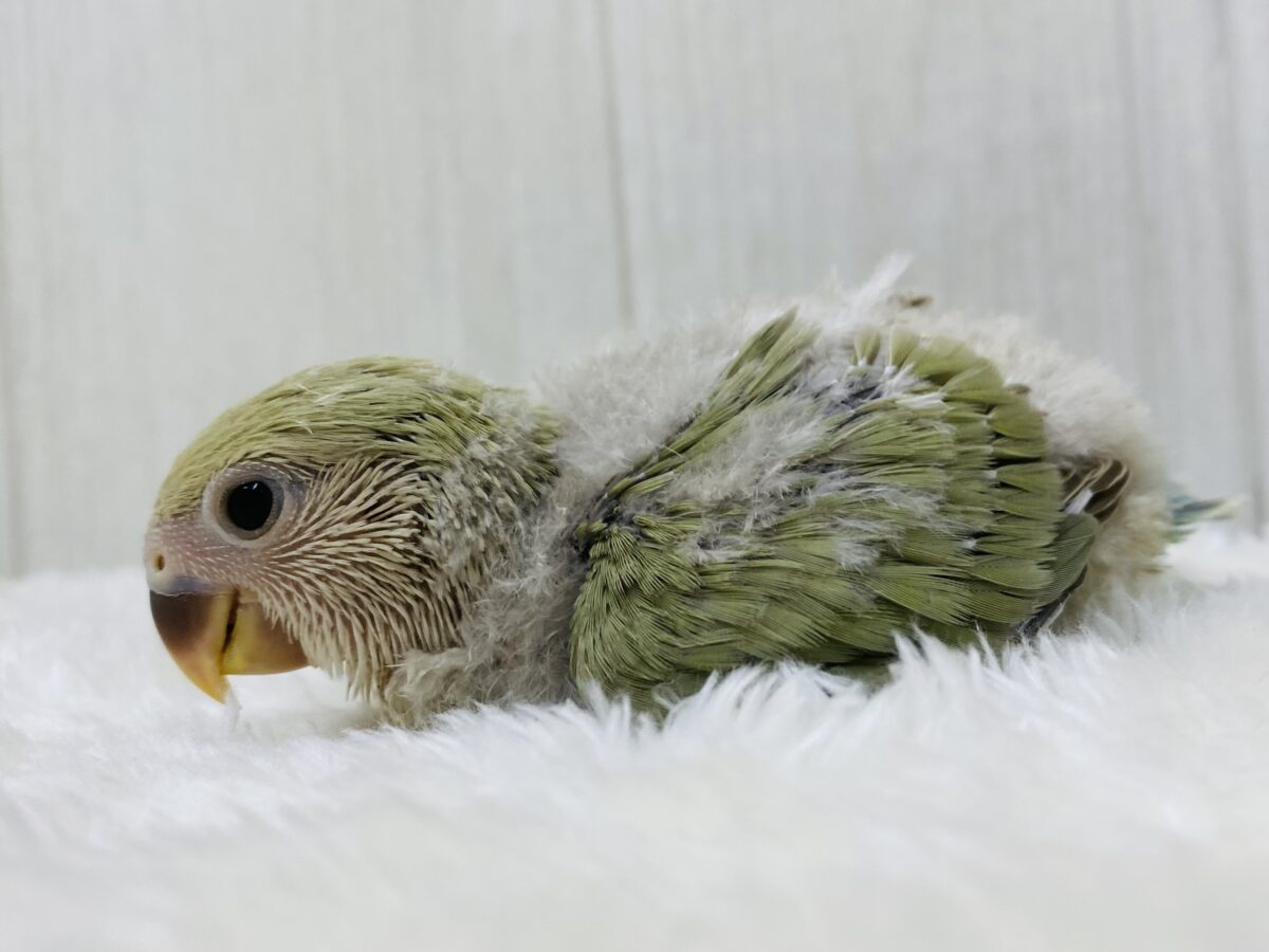 コザクラインコ（小桜インコ）